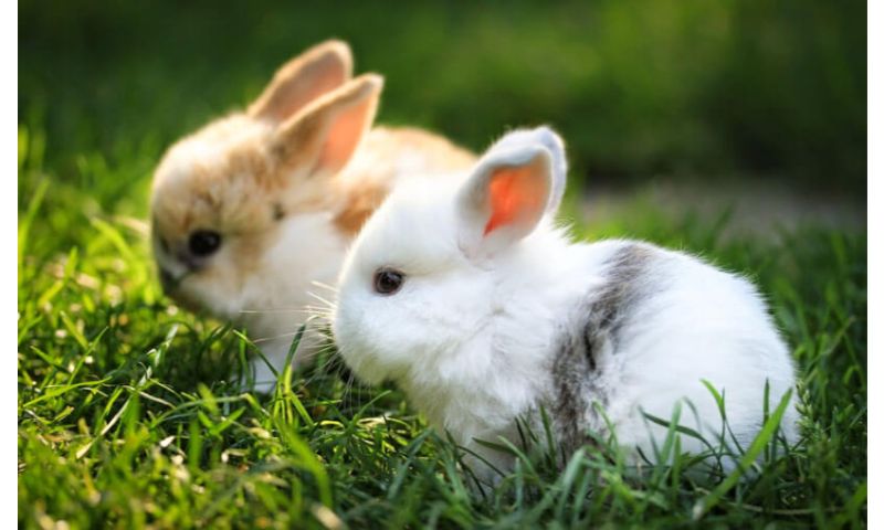 Mơ thấy các con thỏ con