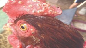 Nguyên nhân khiến gà bị bệnh đậu là gì?
