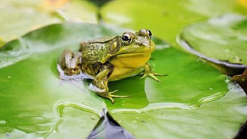 Hình ảnh của ếch đem lại điềm báo gì?
